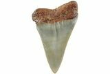 Fossil Broad-Toothed Mako Shark Tooth - North Carolina #235218-1
